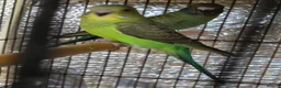 Budgerigars birds for sale: Beautiful bfbw budgies - Advert 7