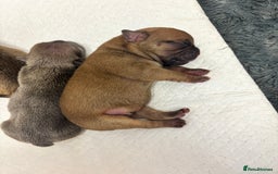 Mixed Breed dogs for sale: Dual pregnancy  - Image 5