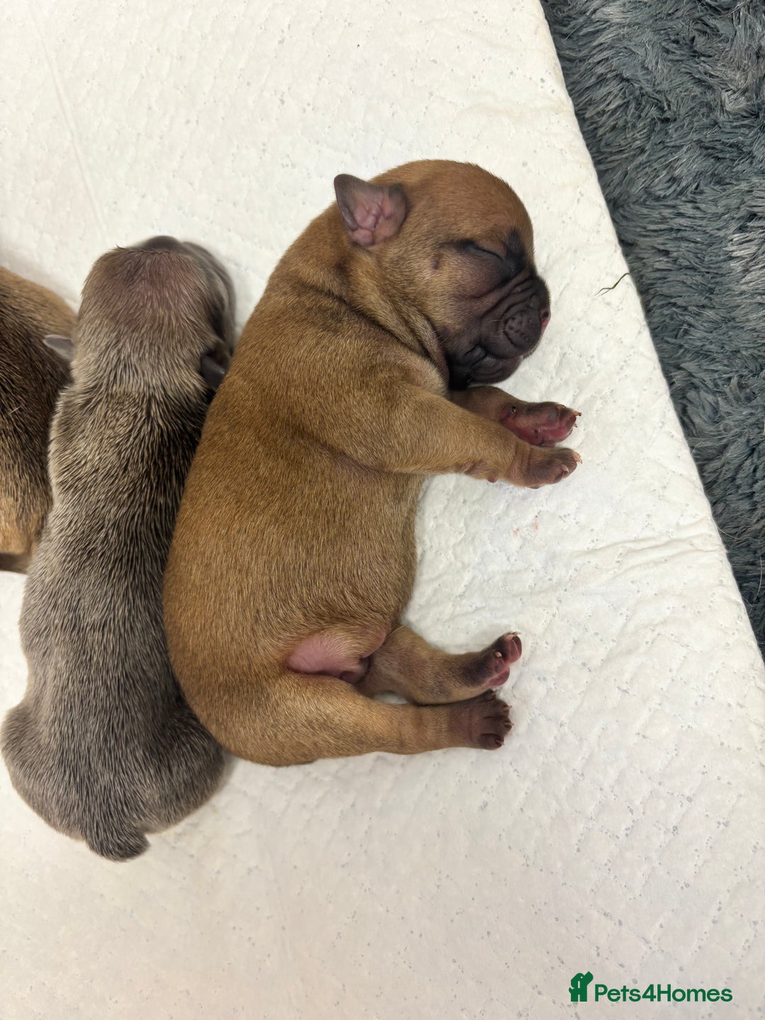 Mixed Breed dogs for sale: Dual pregnancy  - Image 5