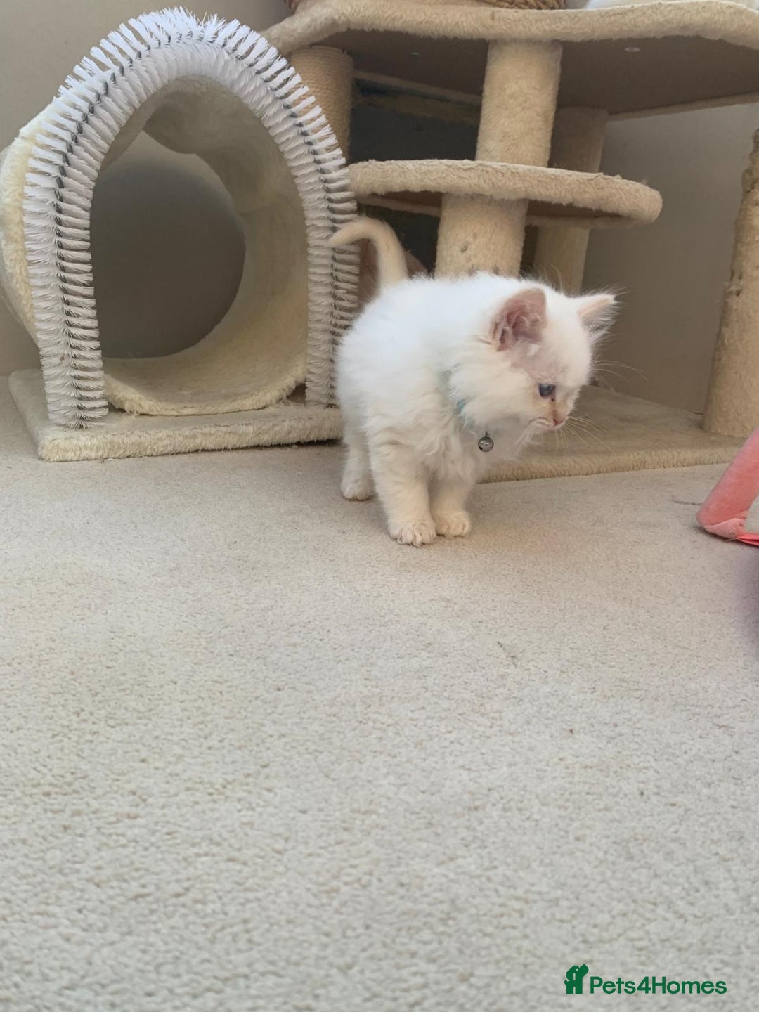 Ragdoll cats for sale: 100% Pure ragdoll kittens - Advert 13