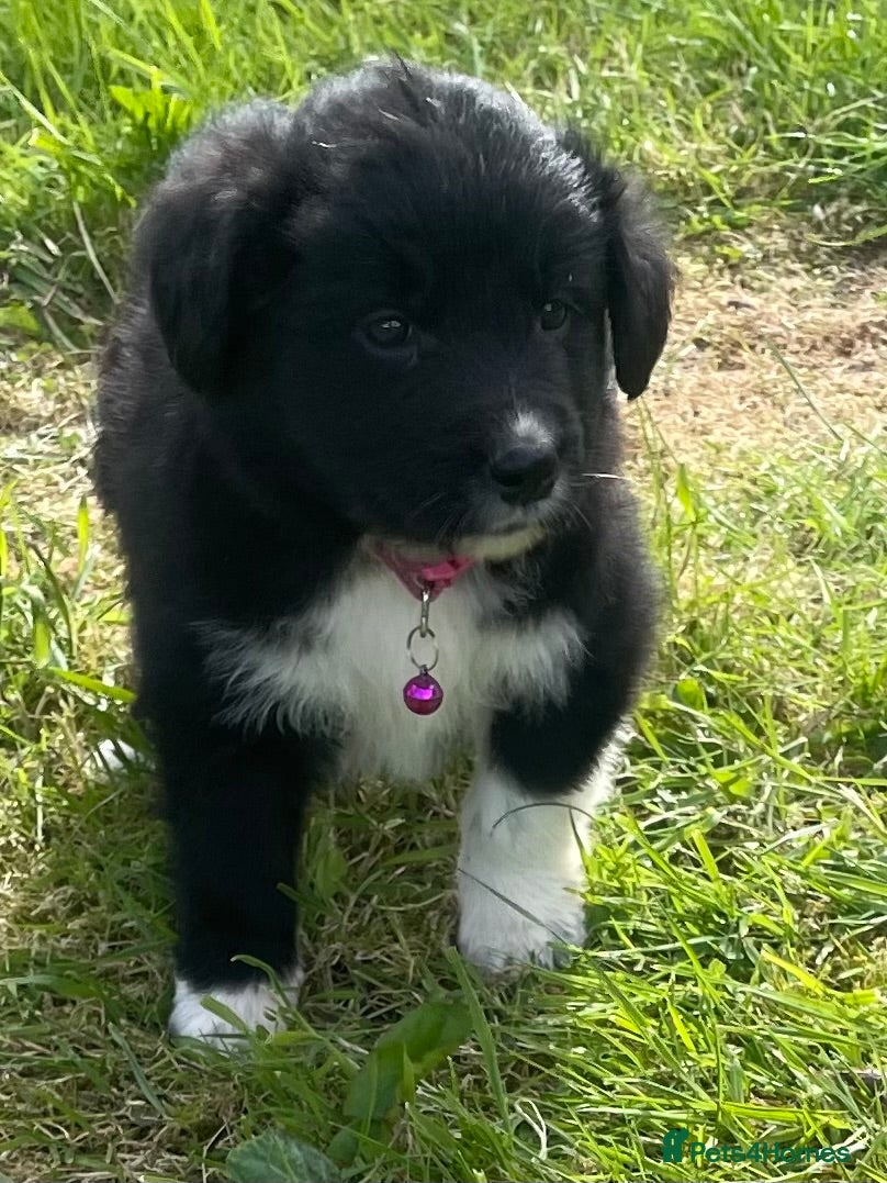 Mixed Breed dogs Ready Now,  Fluffy Puppies hi - Advert 1
