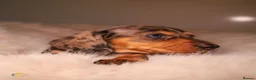 Miniature Dachshund dogs for sale: Beautiful Miniature Dachshunds in London - Advert 9