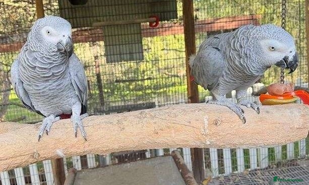 Parrots birds Smart Talking Parrots – Highly Intelligent - Advert 6