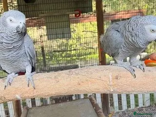 Parrots birds Smart Talking Parrots – Highly Intelligent - Advert 6