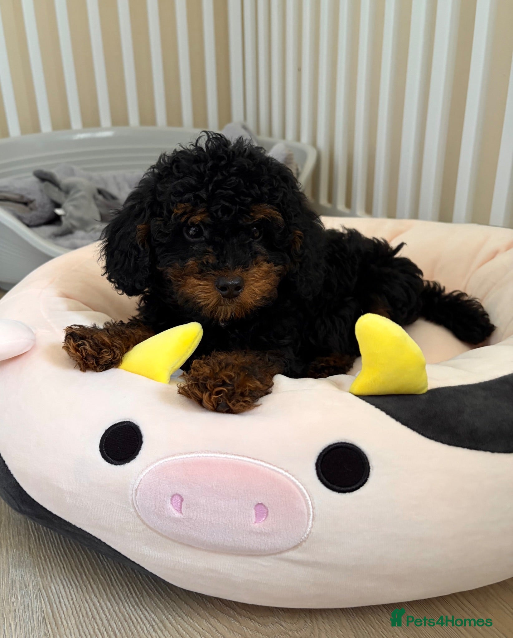 Toy Poodle dogs Black & tan toy poodle boy puppy - Advert 2