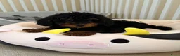 Toy Poodle dogs for sale: Black & tan toy poodle boy puppy - Advert 3