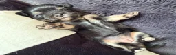 Mixed Breed dogs for sale: Malchi puppies - Advert 16
