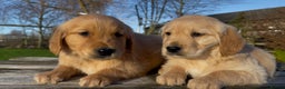 Golden Retriever dogs for sale: Golden Retriever Puppies Ready Now - Advert 2