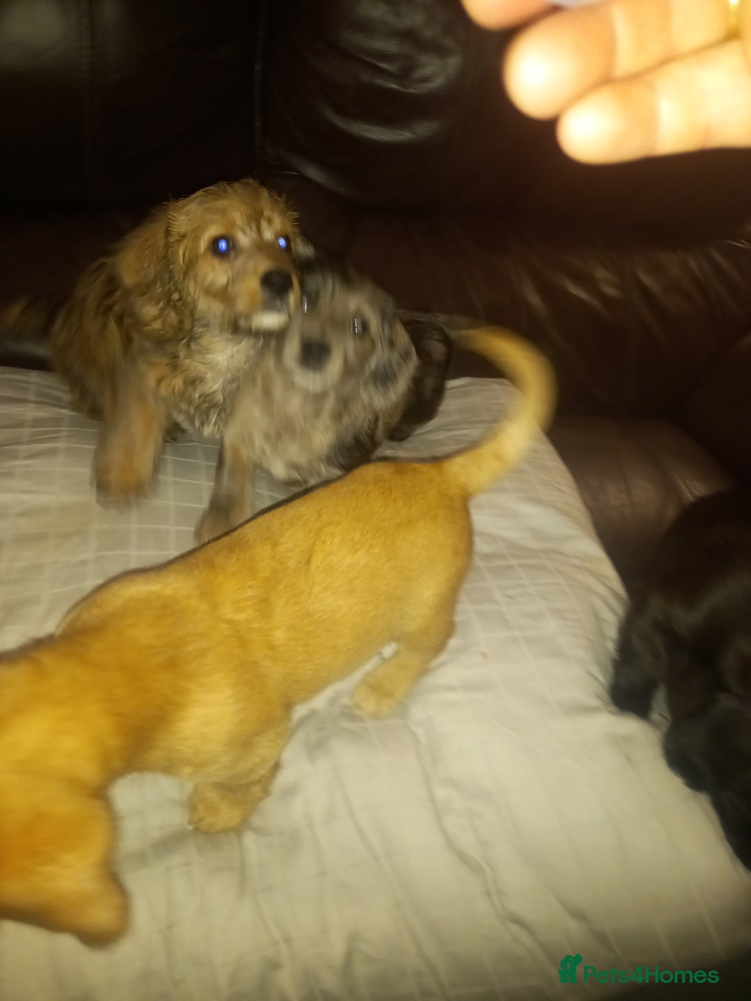 Doxiepoo dogs for sale: Doxipoo  - Advert 7