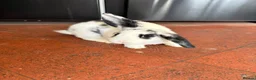Mixed Breed rabbits for sale: Female dappled rabbit in Stamford - Advert 4
