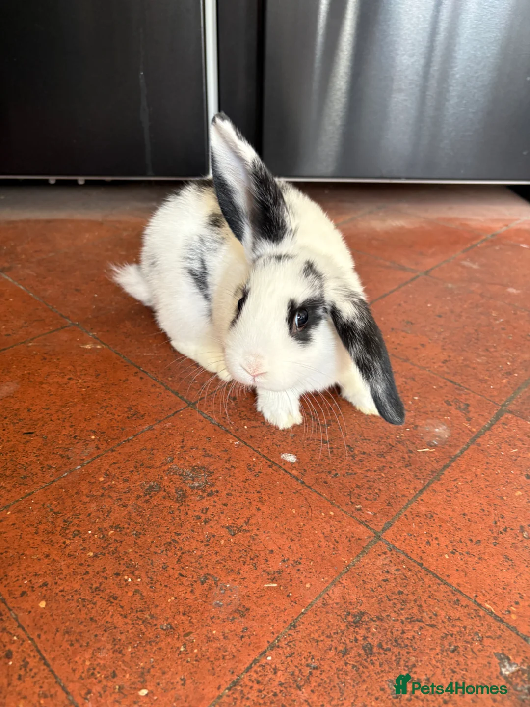 Mixed Breed rabbits for sale: Female dappled rabbit in Stamford - Advert 4