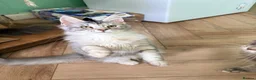 Maine Coon cats for sale: one left Tica registered mainecoon kittens - Advert 32