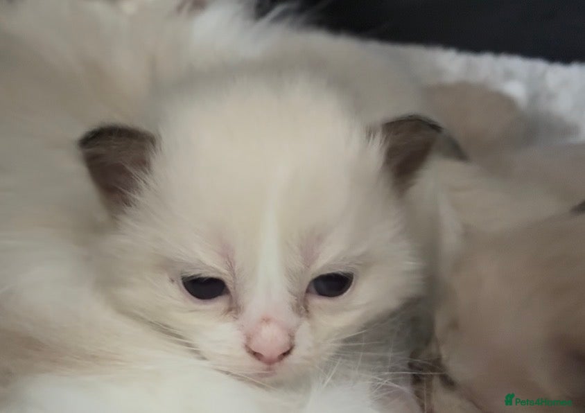 Ragdoll cats Registered Mink Ragdolls (cherubims) - Advert 16