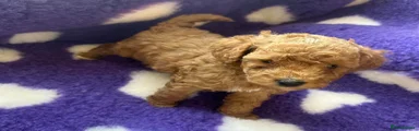 Cockapoo 3