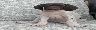 German Shorthaired Pointer 3