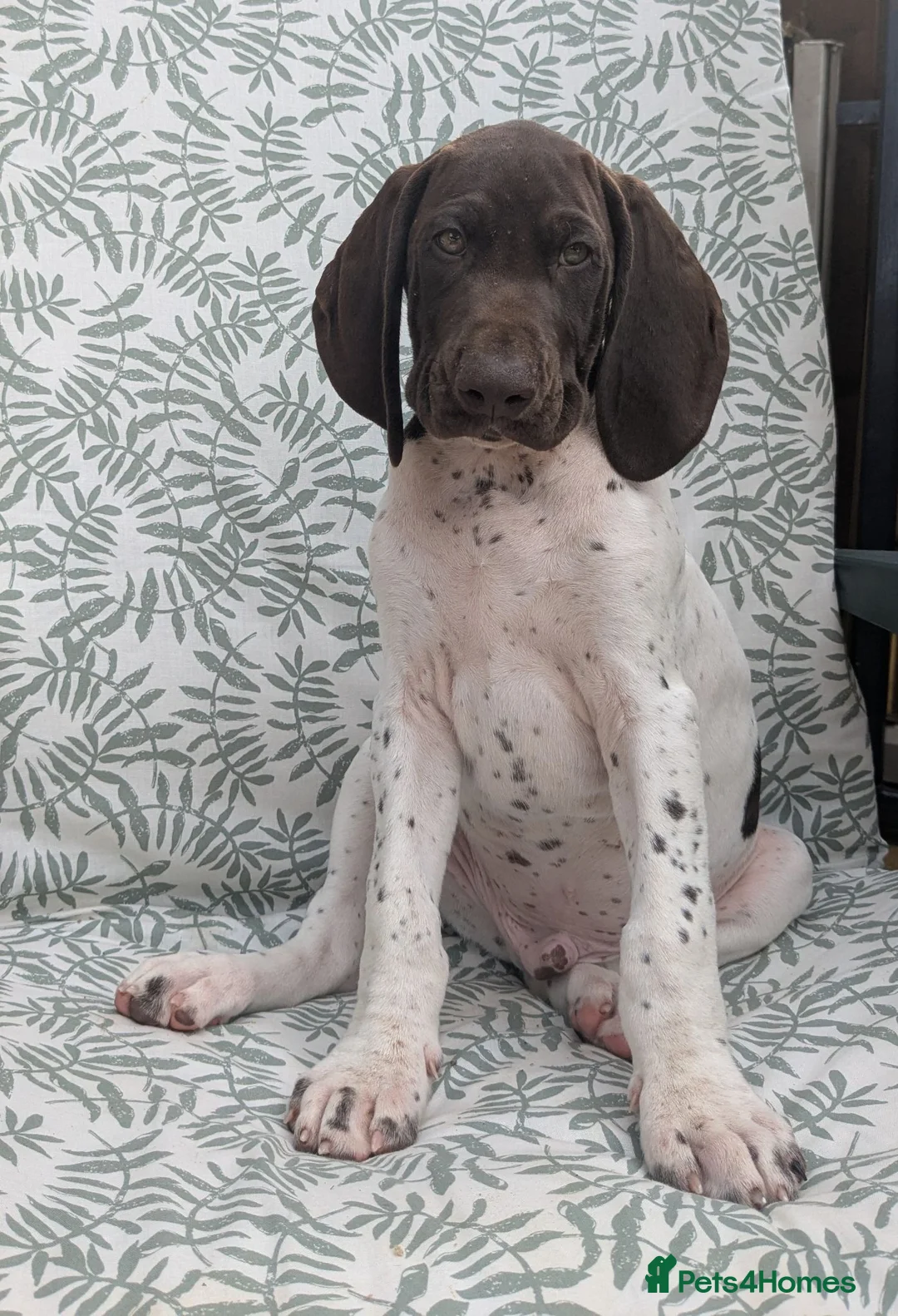German Shorthaired Pointer dogs for sale: Beautiful German short haired pointer puppy's  - Advert 2