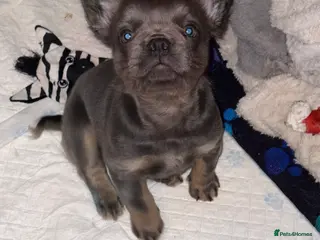 French Bulldog dogs Fluffy French Bulldog - Advert 15