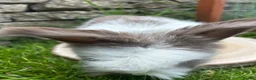 Angora rabbits for sale: Full Face English Angoras - Advert 13