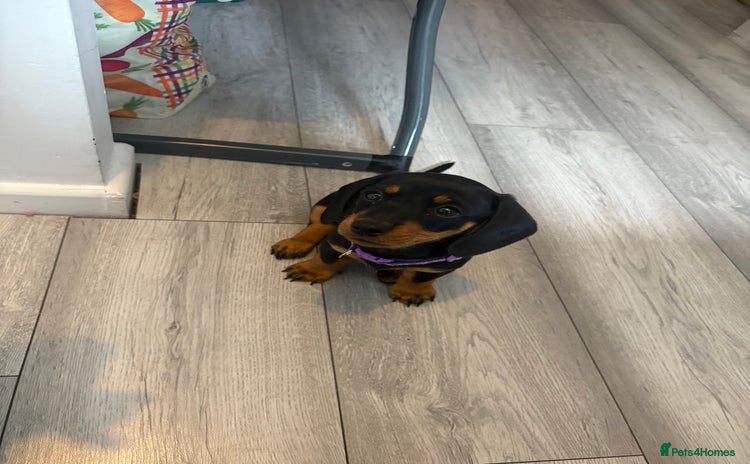 Dachshund dogs - Advert 2