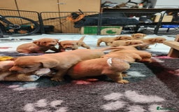 Labrador Retriever dogs for sale: KC Registered Fox Red Labrador Puppies - Image 12