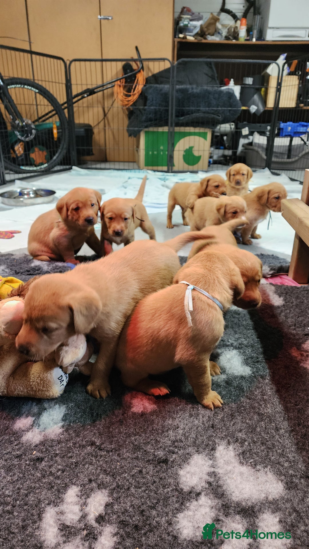 Labrador Retriever dogs for sale: KC Registered Fox Red Labrador Puppies - Image 12