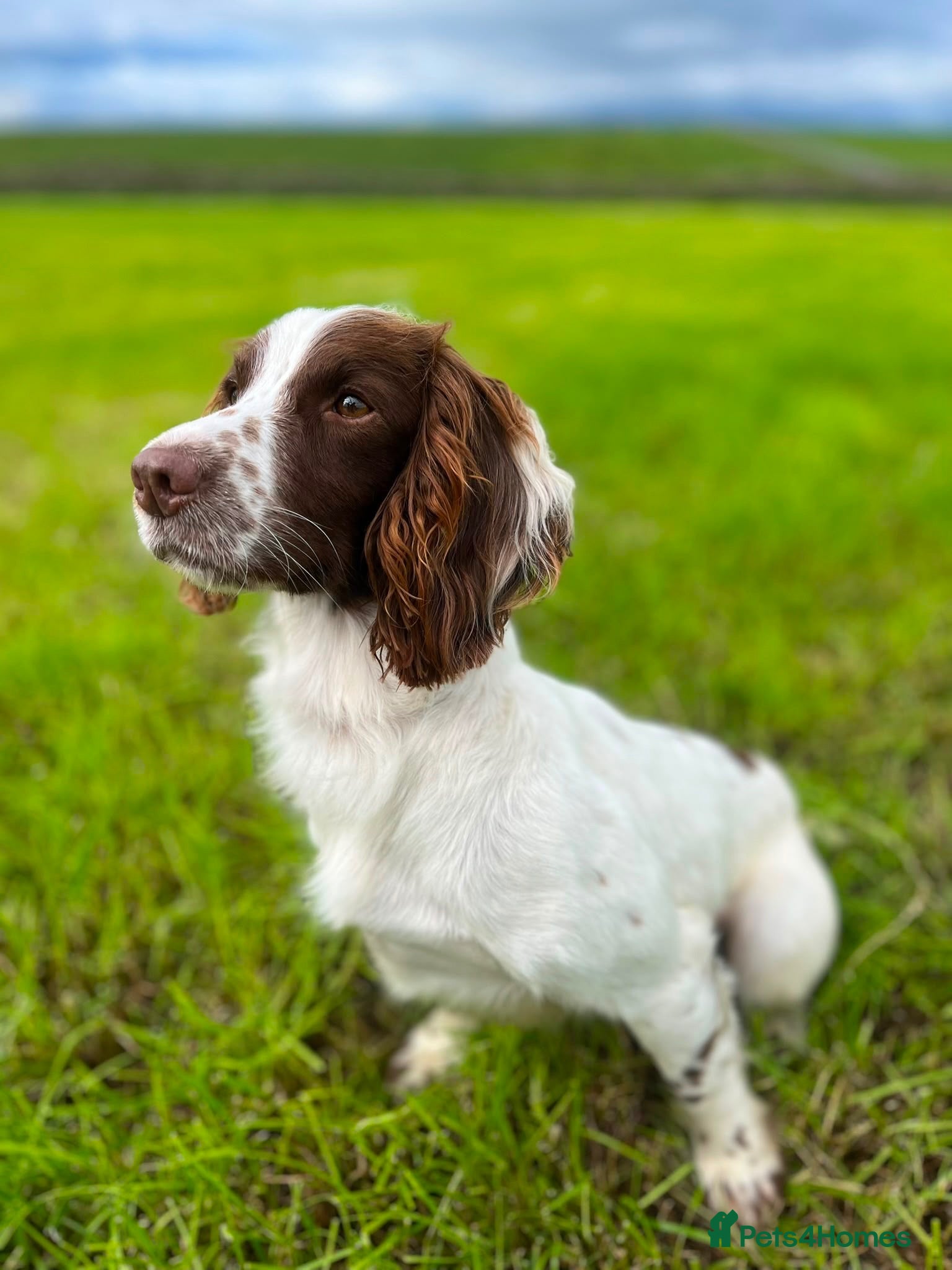 English Springer Spaniel dogs Springer Dog 🏡 - Advert 17