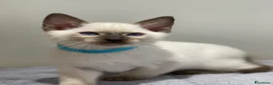 Siamese 2