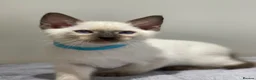 Siamese cats for sale: GCCF Registered Traditional Siamese Kittens.  - Advert 10