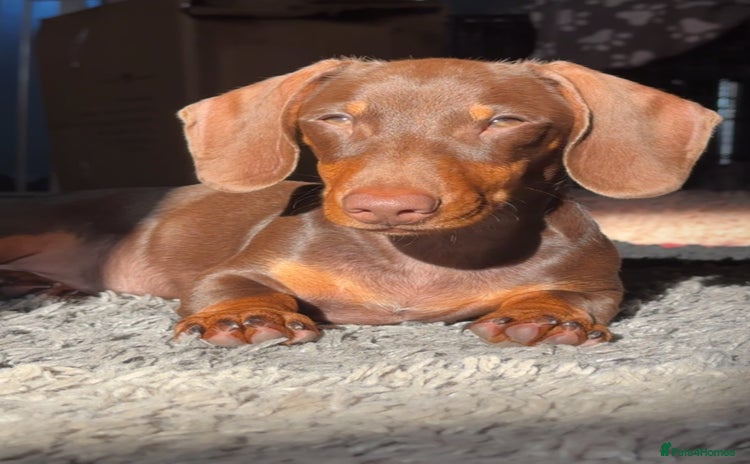 Dachshund dogs - Advert 16