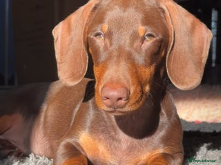 Dachshund dogs - Advert 1