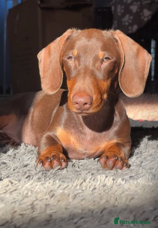 Dachshund dogs Stud Available — “Rolo” the Chocolate Dachshund - Advert 1