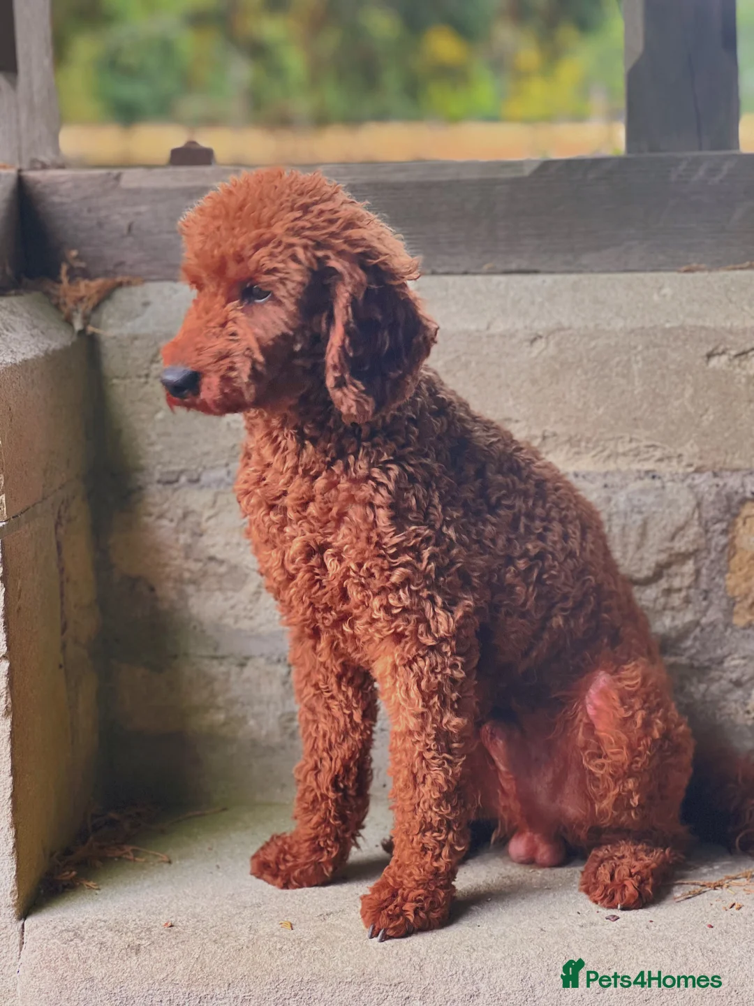Miniature Poodle dogs for stud: MIN POODLE PROVEN STUD in Chippenham - Advert 4