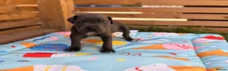 Cane Corso dogs for sale: Stunning cane corso 🐶 - Advert 8