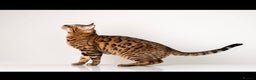 Bengal cats for stud: Stud cat Tica actives 5 generations pedigree  in Barnsley - Advert 20