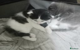 British Shorthair cats for sale: Kittens  for sale - Image 8