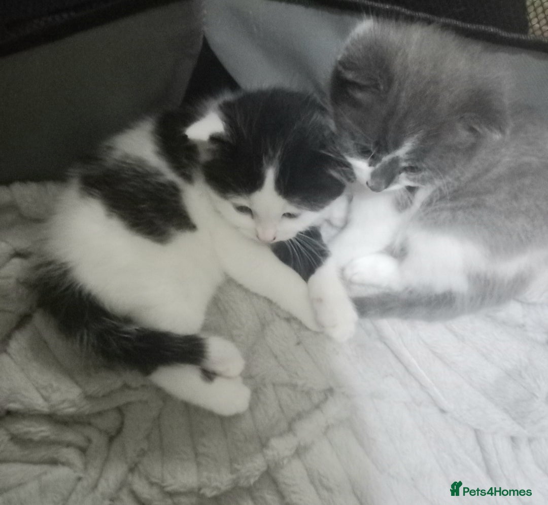 British Shorthair cats for sale: Kittens  for sale - Image 8