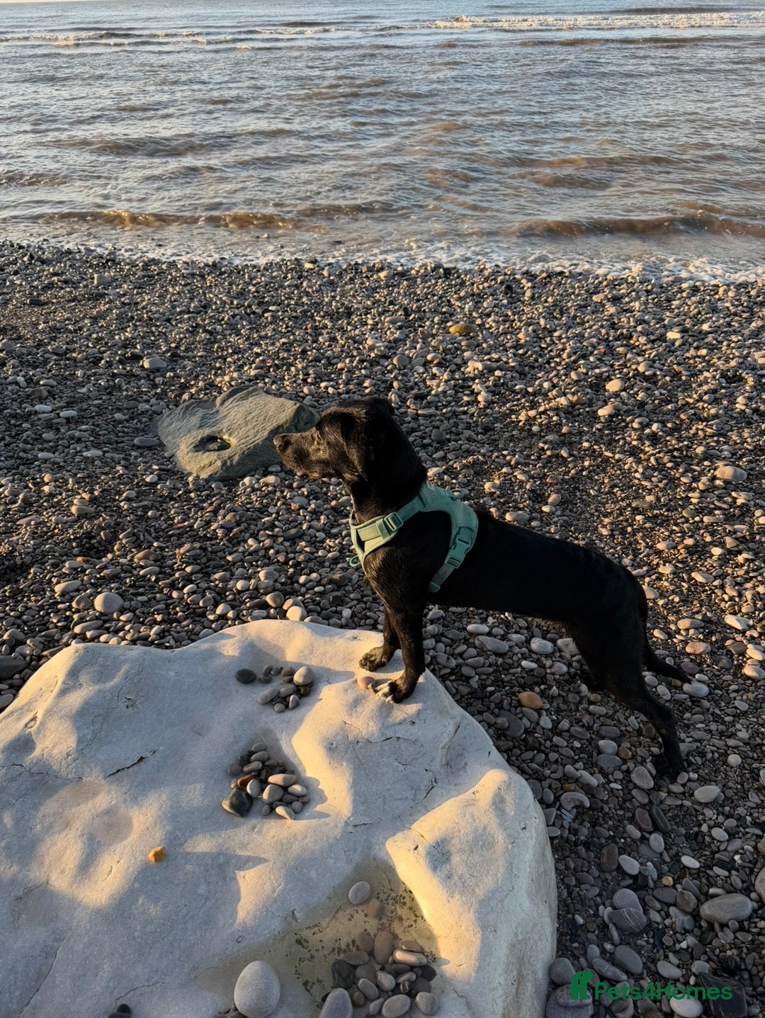 Mixed Breed dogs for sale: Marley the loveable Borador - Advert 5