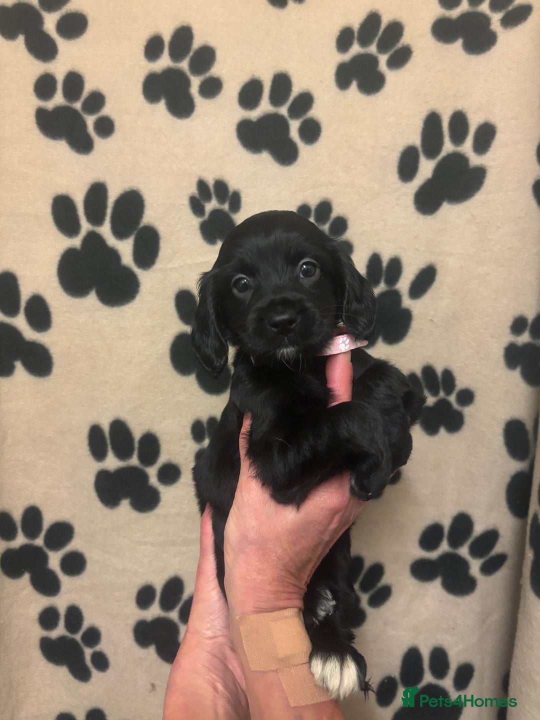 Cockapoo dogs for sale: F2 cockapoo puppies - Image 2