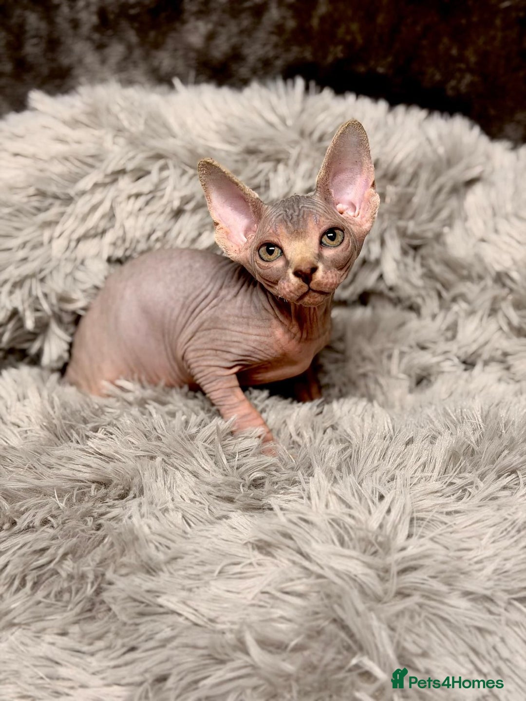 Sphynx cats for sale: TICA Reg Sphynx Kittens, Extensive Genetic Testing - Advert 18