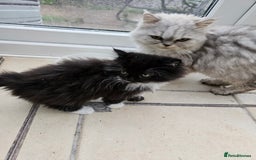 Mixed Breed cats for sale: Adorable Fluffy little Boy  - Image 9