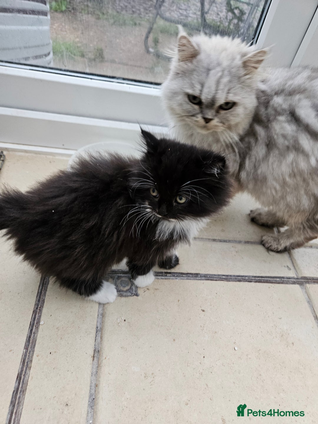 Mixed Breed cats for sale: Adorable Fluffy little Boy  - Image 9