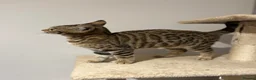 Bengal cats for sale: REDUCED Two Bengals READY for their forever homes  - Advert 22
