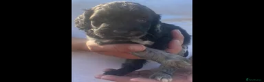 Cockapoo 1