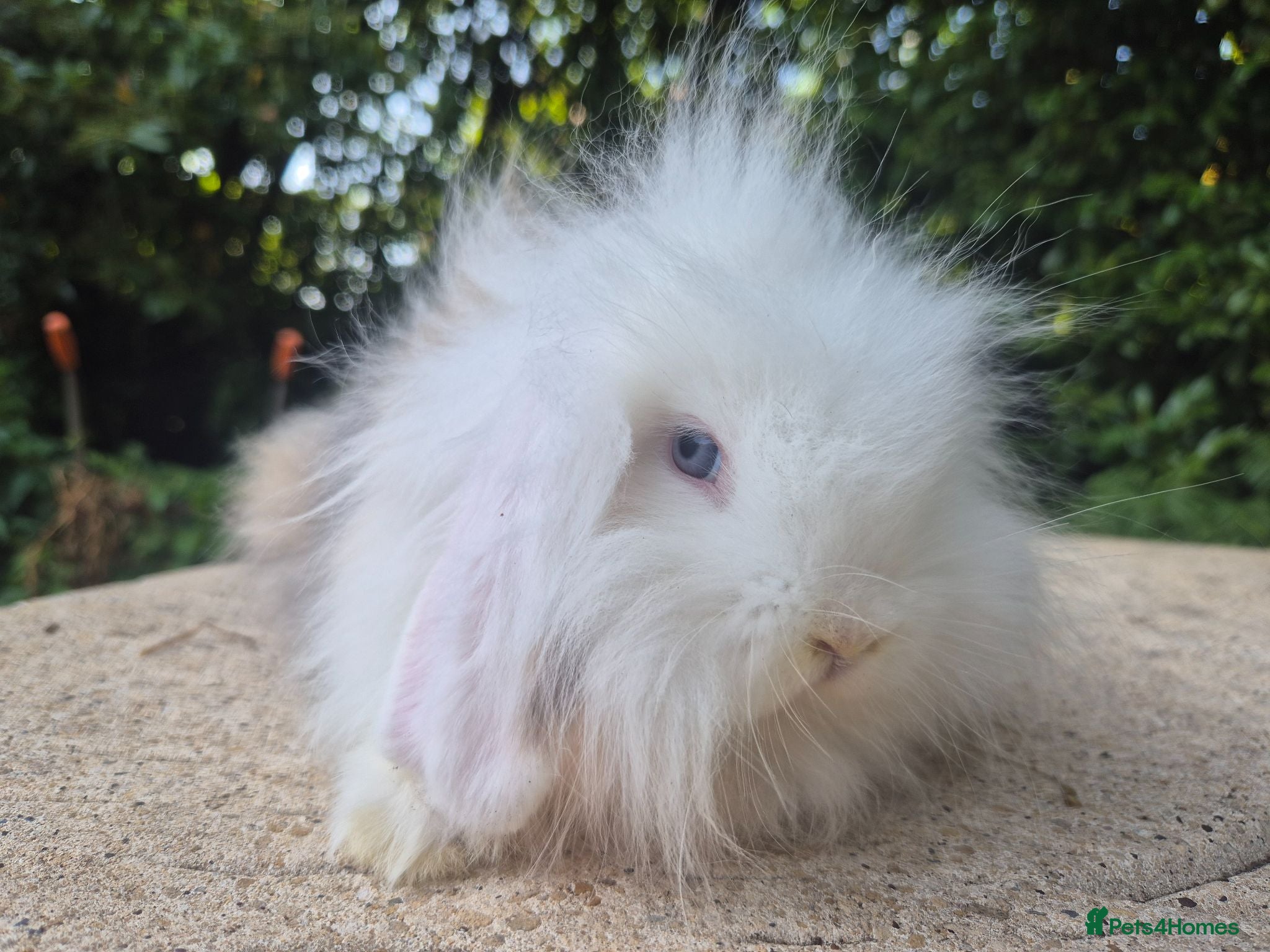 Mixed Breed rabbits 🧡 READY NOW- TEDDYWIDDER X MINI LOP BABIES 😍 - Advert 2