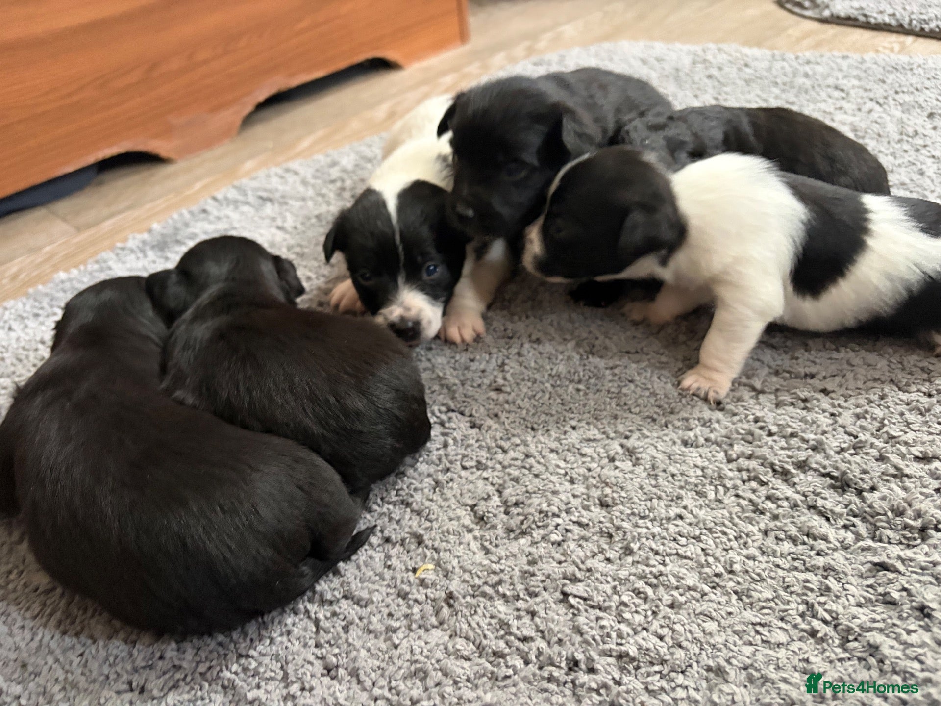 Jack Chi dogs for sale: 6 Adorable Puppies for Sale-4 Black, 2 Blac &White - Advert 3