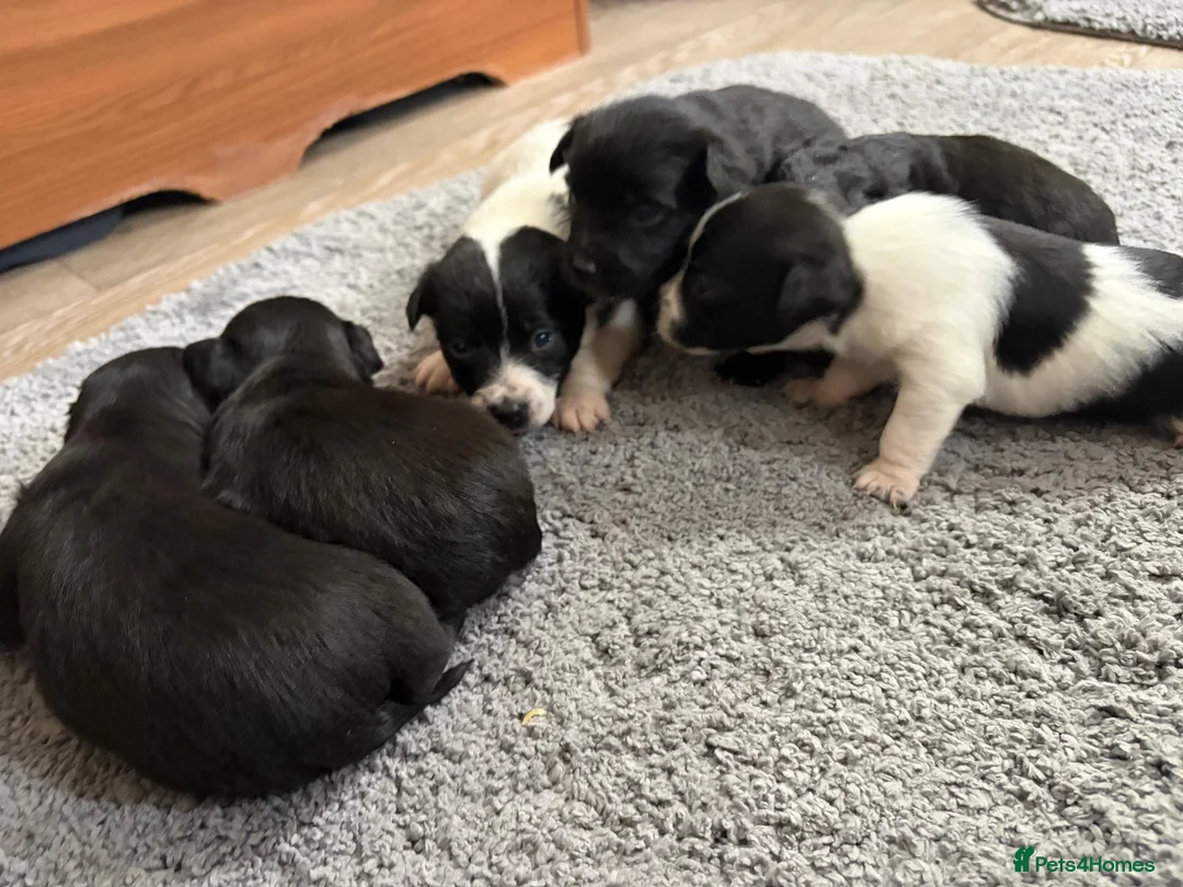 Jack Chi dogs for sale: 6 Adorable Puppies for Sale-4 Black, 2 Blac &White in Stourport-on-Severn - Advert 1