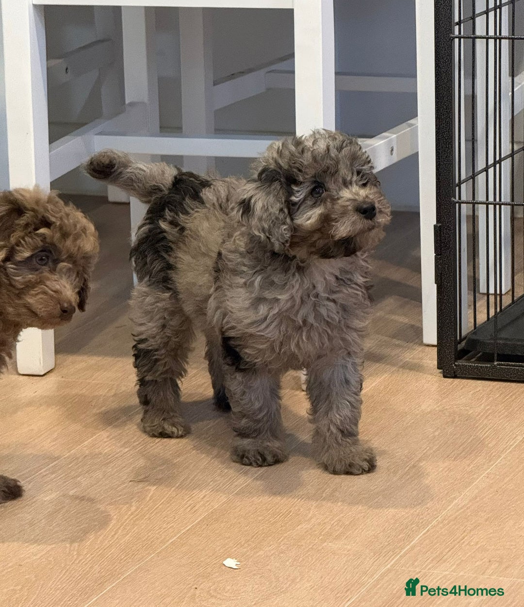 Labradoodle dogs for sale: READY NOW🧸Micro Miniature Teddybear Labradoodles  - Advert 13