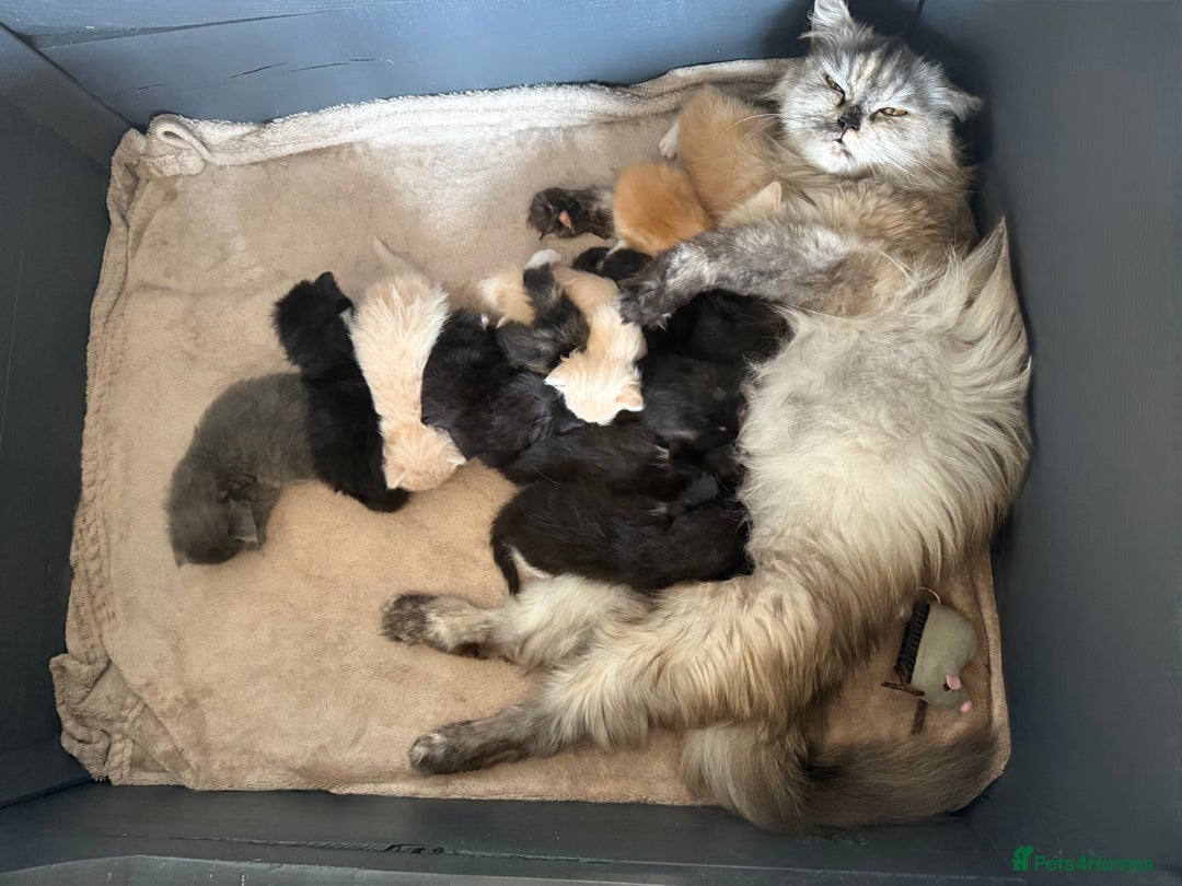 Maine Coon cats for sale: Beautiful, full Maine Coon Kittens. - Image 12