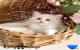 Ragdoll cats for sale: 🐾🩷*TICA REG* LYNX TABBY EU RAGDOLL KITTENS🩵🐾 - Image 15