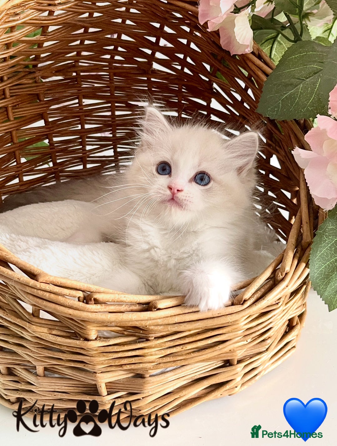 Ragdoll cats for sale: 🐾🩷*TICA REG* LYNX TABBY EU RAGDOLL KITTENS🩵🐾 - Image 15